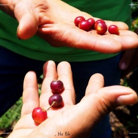 Cafea de specialitate prajita si macinata Peru Negrisa , Arabica 250g - Img 2