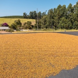 Cafea specialitate prajita si macinata BRAZIL FAZENDA SERTAO, YELLOW BOURBON 1kg plic - Img 4