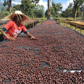 Cafea de specialitate macinata ETHIOPIA SIDAMO DAYE BENSA Arabica 500g plic - Img 3