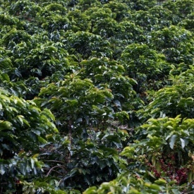 Cafea de specialitate prajita si macinata COLOMBIA SOFIA Arabica 500g plic - Img 2
