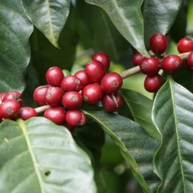 Cafea de specialitate prajita si macinata COSTA RICA AZALEA Arabica 1kg plic - Img 2