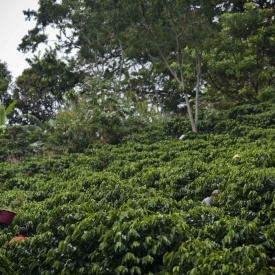 Cafea specialitate MICROLOT GEISHA prajita boabe COSTA RICA HACIENDA SONORA 150g cutie metalica - Img 5