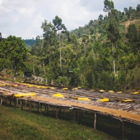 Cafea de specialitate macinata ETHIOPIA SIDAMO DAYE BENSA Arabica 1kg plic - Img 5