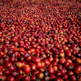 Cafea de specialitate prajita si macinata YEMEN MOCHA MATARI GR A+ Arabica 500g plic - Img 4