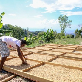 Cafea prajita macinata RARITATE 100% JAMAICA BLUE MOUNTAIN CLYDESDALE Arabica 200g - Img 3