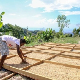 Cafea prajita macinata RARITATE 100% JAMAICA BLUE MOUNTAIN CLYDESDALE Arabica 200g - Img 3