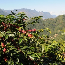 Cafea specialitate prajita si macinata GUATEMALA HUEHUETENANGO 1kg plic - Img 5