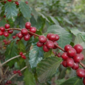 Cafea specialitate prajita si macinata GUATEMALA HUEHUETENANGO 250g plic - Img 2