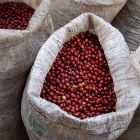 Cafea specialitate prajita si macinata GUATEMALA HUEHUETENANGO 500g plic - Img 3