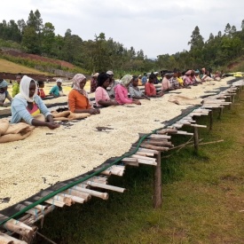 Cafea de specialitate boabe ETHIOPIA SIDAMO DAYE BENSA Arabica 250g plic - Img 2