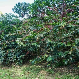 Cafea de specialitate prajita boabe COSTA RICA AZALEA Arabica 1kg plic - Img 3