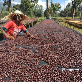 Cafea de specialitate boabe ETHIOPIA SIDAMO DAYE BENSA Arabica 150g cutie - Img 3