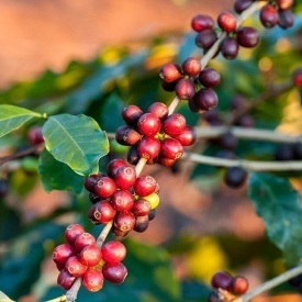 Cafea de specialitate prajita si macinata BRAZIL MOGIANA ARABICA 500g - Img 3