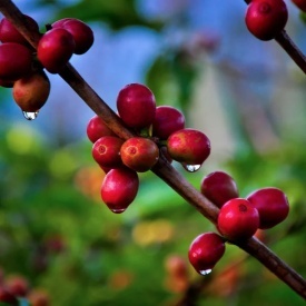Cafea specialitate MICROLOT GEISHA prajita boabe COSTA RICA HACIENDA SONORA 150g cutie metalica - Img 6