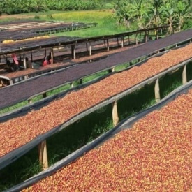 Cafea specialitate prajita boabe RWANDA GICUMBI LOT 15, 400g cutie - Img 6