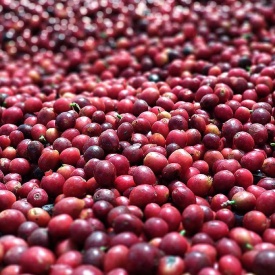 Cafea de specialitate prajita si macinata Arabica BRAZILIA DUTRA 250g plic - Img 5