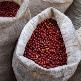 Cafea specialitate prajita si macinata GUATEMALA HUEHUETENANGO 250g plic - Img 3