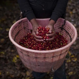 Cafea specialitate MICROLOT GEISHA prajita boabe COSTA RICA HACIENDA SONORA 250g - Img 4