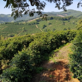 Cafea specialitate prajita si macinata BRAZIL FAZENDA SERTAO, YELLOW BOURBON 1kg plic - Img 6