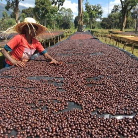 Cafea de specialitate boabe ETHIOPIA SIDAMO DAYE BENSA Arabica 400g cutie - Img 3