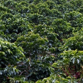 Cafea de specialitate prajita boabe COLOMBIA SOFIA Arabica 500g plic - Img 2