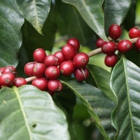 Cafea de specialitate prajita boabe COSTA RICA AZALEA Arabica 250g plic - Img 2