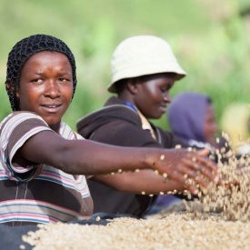 Cafea specialitate prajita boabe RWANDA GICUMBI LOT 15, 1kg plic - Img 2