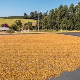 Cafea specialitate prajita si macinata BRAZIL FAZENDA SERTAO, YELLOW BOURBON 250g plic - Img 6