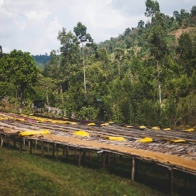 Cafea de specialitate macinata ETHIOPIA SIDAMO DAYE BENSA Arabica 400g cutie - Img 5
