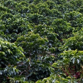 Cafea de specialitate prajita boabe COLOMBIA SOFIA Arabica 1kg plic - Img 2