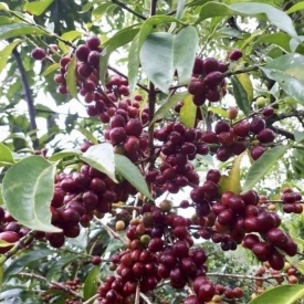 Cafea de specialitate prajita boabe ETHIOPIA naturala (nesplata) Konga Yirgacheffe 150g cutie - Img 3