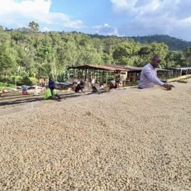 Cafea de specialitate prajita si macinata ETHIOPIA washed Konga Yirgacheffe 150g cutie - Img 5