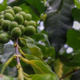 Cafea prajita macinata RARITATE 100% JAMAICA BLUE MOUNTAIN CLYDESDALE Arabica 200g - Img 5
