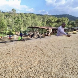 Cafea de specialitate prajita boabe ETHIOPIA naturala (nesplata) Konga Yirgacheffe 500g - Img 5