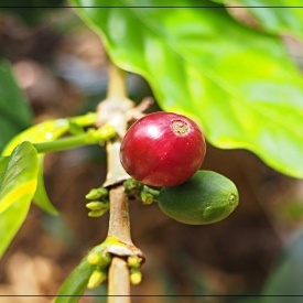 Cafea de specialitate prajita boabe Peru Negrisa , Arabica 250g - Img 2
