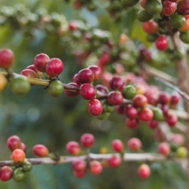 Cafea specialitate Arabica Brazilia prajita si macinata decafeinizata prin metoda Water Process 250g - Img 3