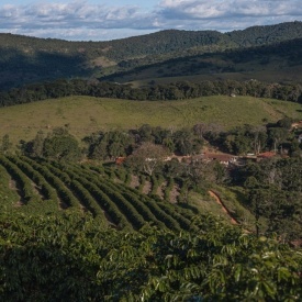 Cafea specialitate prajita boabe BRAZIL FAZENDA SERTAO, YELLOW BOURBON 1kg plic - Img 3