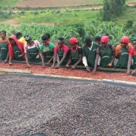 Cafea specialitate prajita boabe RWANDA GICUMBI LOT 15, 250g plic - Img 4