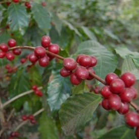 Cafea specialitate prajita si macinata GUATEMALA HUEHUETENANGO 500g plic - Img 2