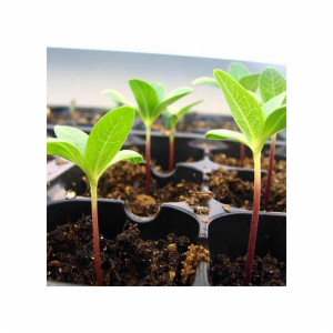 Tavi alveolare pentru rasaduri - semanat, legume si flori, alveole 406 celule