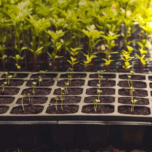 Tavi alveolare pentru rasaduri - semanat, legume si flori, alveole 70 celule