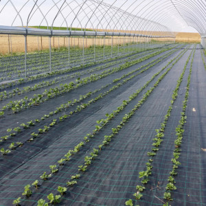 Agrotextil folie mulcire sol antiburuieni, dimensiune 4m x 50m, negru cu dungi verzi