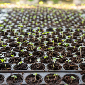 Tavi alveolare pentru rasaduri - semanat, legume si flori, alveole 70 celule