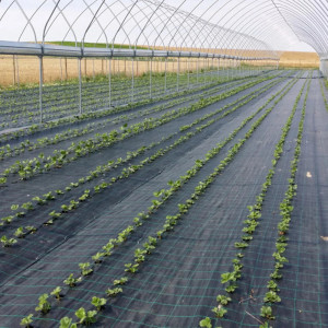 Agrotextil folie mulcire sol antiburuieni, dimensiune 3m x 25m, negru cu dungi verzi
