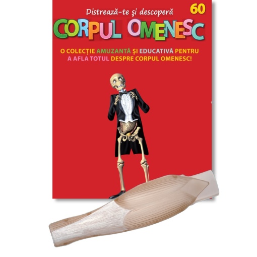 Muşchi gambă dreapta (spate) - ediția nr. 60 (Corpul Omenesc)