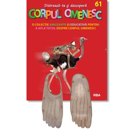 Muşchiul talpei piciorului drept (jos) + Mușchiul labei piciorului drept (deasupra) - ediția nr. 61 (Corpul Omenesc)