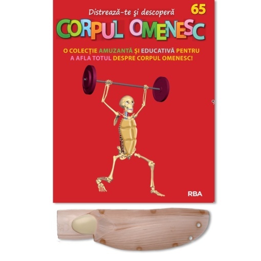 Tricepsul drept (mușchiul brațului, spate) - ediția nr. 65 (Corpul Omenesc)