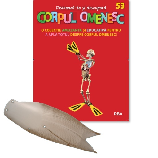 Mușchi coapsă stânga (spate) - ediția nr. 53 (Corpul Omenesc)