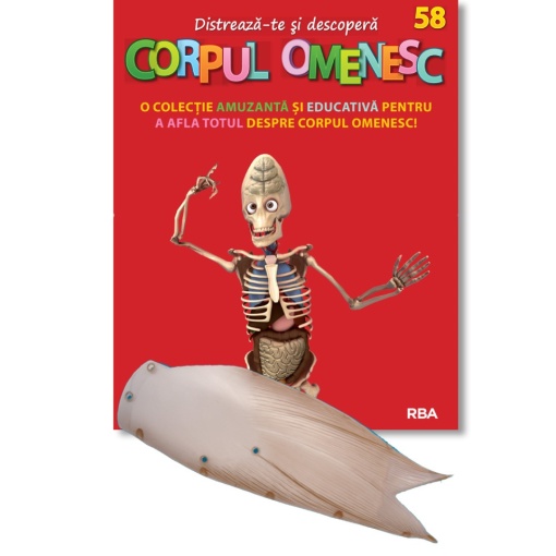 Mușchi coapsă dreapta (spate) - ediția nr. 58 (Corpul Omenesc)
