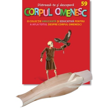 Muşchi gambă dreapta (față) - ediția nr. 59 (Corpul Omenesc)